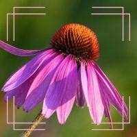 Purple flower Echinacea with cone-shaped center in summer garden attracting butterflies and bees