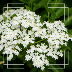 "Elderflowers used in Generation Soaps calming skincare products"