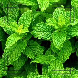 Picture of Peppermint Herb used in herbal soaps and herbal skincare Generation Soaps