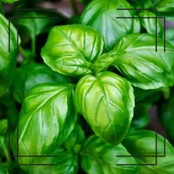 "Peppermint herb used in natural skincare by Generation Soaps"