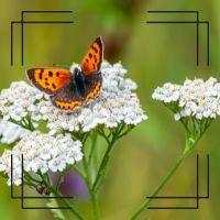 Yarrow plant with feathery leaves and small clustered flowers supporting natural healthy skin benefits